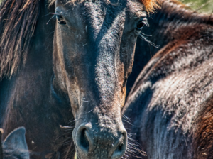 خيل عربي