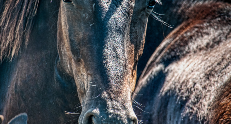 خيل عربي