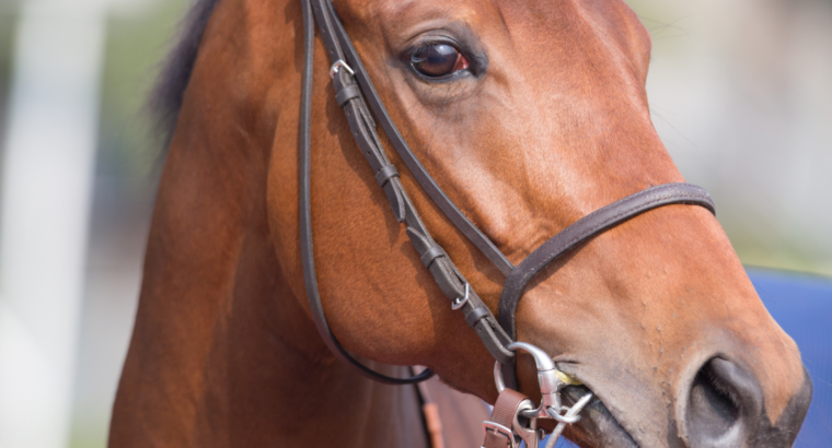 خيل عربي